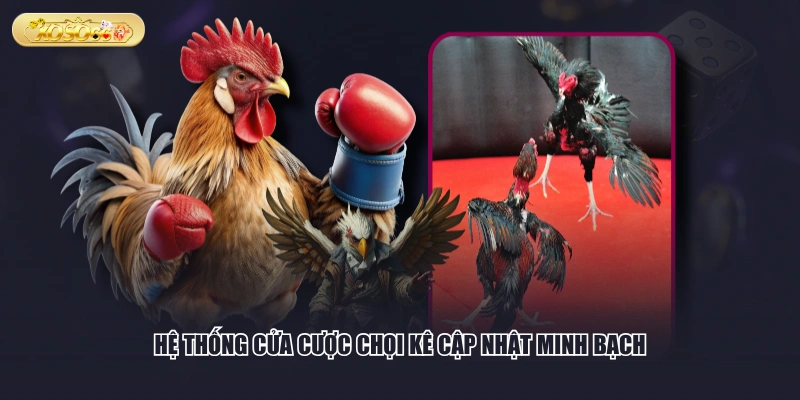 Hệ thống cửa cược chọi kê cập nhật minh bạch