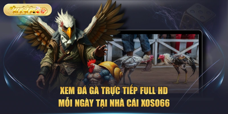 Xem Đá Gà Trực Tiếp Full HD Mỗi Ngày Tại Nhà Cái XOSO66